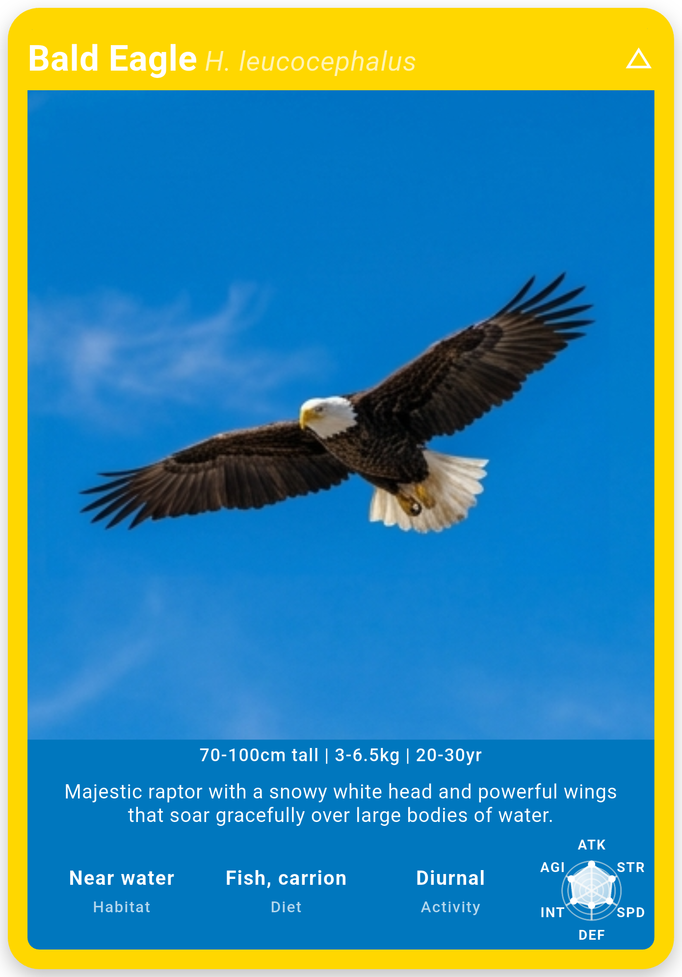 Wildcard Dex bald eagle card